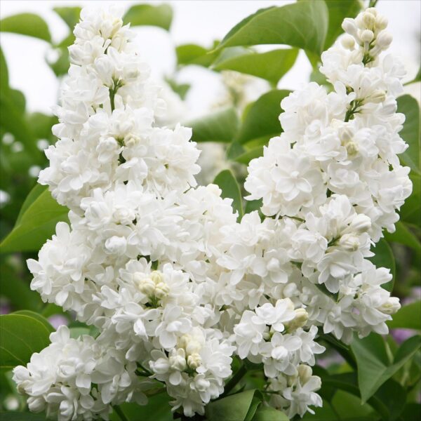 65ba58adbc6f4549adbccdd1c4b3f093ac7995bcbeea4aa484f0d7aa5e38dbb5.jpg Syringa vulgaris mme Lemoine - Gewöhnlicher Flieder - Winterhart - Weiß