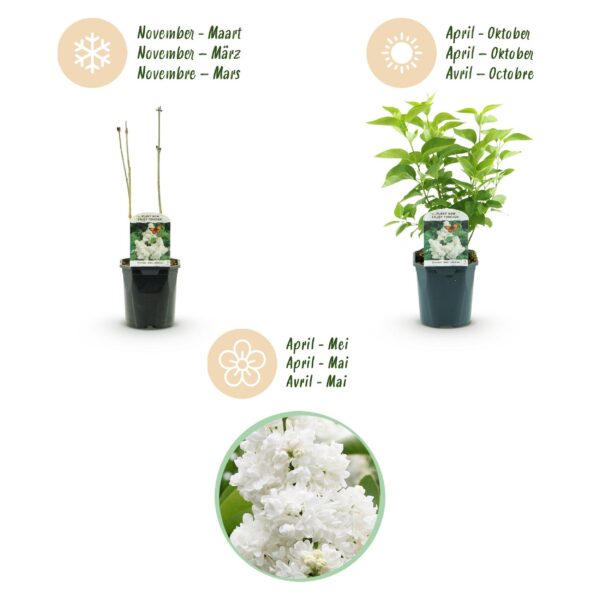 8ad37484bac04845bd412667ef62edfbee4bfbdab61b41f78a1732e8aa2257b8.jpg Syringa vulgaris mme Lemoine - Gewöhnlicher Flieder - Winterhart - Weiß