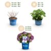 818cf7a72ec1400793ce6fac31da8bdcad67c5ea95c94b7c8c01a5d4817a65f4.jpg Hydrangea Endles Summer Love Purple - Hortensie - Winterhart - Lila - 4 Pflanzen