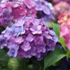 8ac8b57a6b06494d95385c0c7cdda3ec41dcca45ecca4e24b697d4f3f898ac56.jpg Hydrangea Endles Summer Love Purple - Hortensie - Winterhart - Lila - 4 Pflanzen