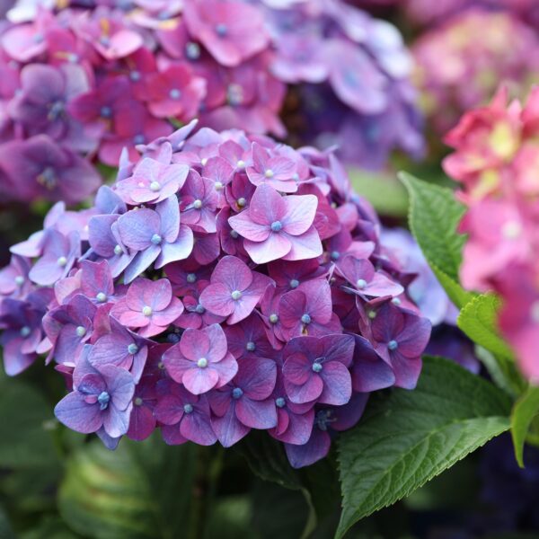 8ac8b57a6b06494d95385c0c7cdda3ec41dcca45ecca4e24b697d4f3f898ac56.jpg Hydrangea Endles Summer Love Purple - Hortensie - Winterhart - Lila - 4 Pflanzen