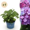 c1b3ab26e47d416fadccdd760342f1419bc77379c7464b20ad5bf1a9ef8065e6.jpg Hydrangea Endles Summer Love Purple - Hortensie - Winterhart - Lila - 4 Pflanzen