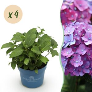 c1b3ab26e47d416fadccdd760342f1419bc77379c7464b20ad5bf1a9ef8065e6.jpg Hydrangea Endles Summer Love Purple - Hortensie - Winterhart - Lila - 4 Pflanzen