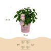 57037c63538d49389a93fc52976b76b6a3e92011465e438a88d59961d3e8e9e8.jpg Hydrangea panniculata Groundbreaker Blush - Hortensie - Winterhart - Rosa - 8 Pflanzen