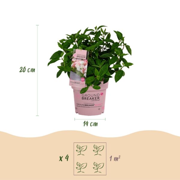 57037c63538d49389a93fc52976b76b6a3e92011465e438a88d59961d3e8e9e8.jpg Hydrangea panniculata Groundbreaker Blush - Hortensie - Winterhart - Rosa - 8 Pflanzen