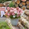 7eb91bf466da45338e2a50fb909d240c5ffd2bb3d96e4b17805e6a2f6e8b3e0c.jpg Hydrangea panniculata Groundbreaker Blush - Hortensie - Winterhart - Rosa - 8 Pflanzen