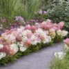 af084c5544ff4ecc96bfb17acbd64415816b695842054184afdedf078fd2f22d.jpg Hydrangea panniculata Groundbreaker Blush - Hortensie - Winterhart - Rosa - 8 Pflanzen
