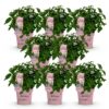 b658c359d8fb4bb3a3f309b7b16bc2bbbca322a5660c475b8505b1fc7dd3671d.jpg Hydrangea panniculata Groundbreaker Blush - Hortensie - Winterhart - Rosa - 8 Pflanzen