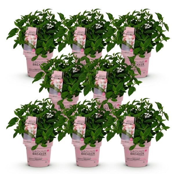 b658c359d8fb4bb3a3f309b7b16bc2bbbca322a5660c475b8505b1fc7dd3671d.jpg Hydrangea panniculata Groundbreaker Blush - Hortensie - Winterhart - Rosa - 8 Pflanzen