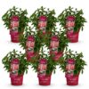 015f99b27a5b45cab4305868929b1f95e51fe653b87148ac9d971412f1423ddb.jpg Hydrangea panniculata Groundbreaker Ruby - Hortensie - Winterhart - Rot - 8 Pflanzen