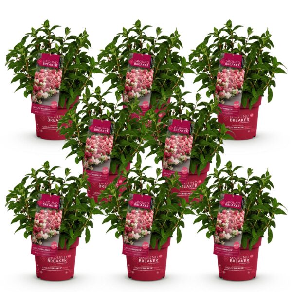 015f99b27a5b45cab4305868929b1f95e51fe653b87148ac9d971412f1423ddb.jpg Hydrangea panniculata Groundbreaker Ruby - Hortensie - Winterhart - Rot - 8 Pflanzen