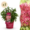 e0917937be164dd0a23c74ed2e85fd10e63249bd610d48af9a41f2fc5827977a.jpg Hydrangea panniculata Groundbreaker Ruby - Hortensie - Winterhart - Rot - 8 Pflanzen