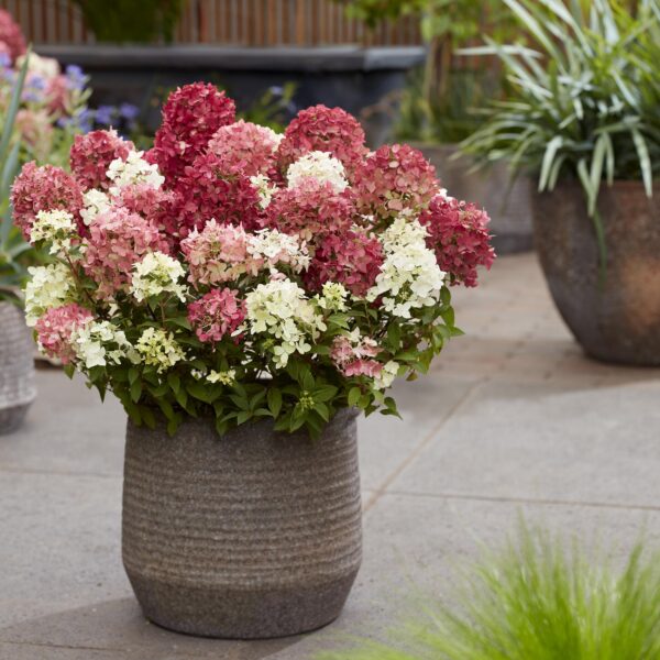 e9326334a567429f91e1fbbe8c45f97fb8a8914601a8424f8fa001bc8f13f346.jpg Hydrangea panniculata Groundbreaker Ruby - Hortensie - Winterhart - Rot - 8 Pflanzen