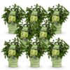 09fe1039874248259c25b3de6bc4427ebda4559fb9e6475b960b9a02e595bd9f.jpg Hydrangea panniculata Groundbreaker Greeny - Pflaumenhortensie - Winterhart - Creme - 8 Pflanzen