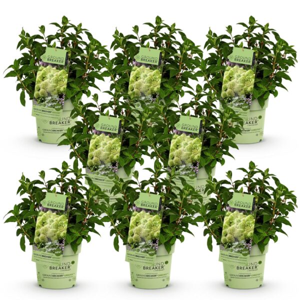 09fe1039874248259c25b3de6bc4427ebda4559fb9e6475b960b9a02e595bd9f.jpg Hydrangea panniculata Groundbreaker Greeny - Pflaumenhortensie - Winterhart - Creme - 8 Pflanzen