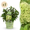 f694e75f738a48279b95cb9960edf6c40c9a70dd19a84aad8773ffb99c194d92.jpg Hydrangea panniculata Groundbreaker Greeny - Pflaumenhortensie - Winterhart - Creme - 8 Pflanzen