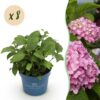 53824e84b04b4db3aadcec9011fee39c27e82b0c126b4f6ebd6245028a4c98d1.jpg Hydrangea Endles Summer The Original Pink - Hortensie - Winterhart - Rosa - 8 Pflanzen