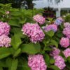 8a126251d5b7426db7880aedc3cd40538c8c9193e0b2415592e213978a5104f0.jpg Hydrangea Endles Summer The Original Pink - Hortensie - Winterhart - Rosa - 8 Pflanzen