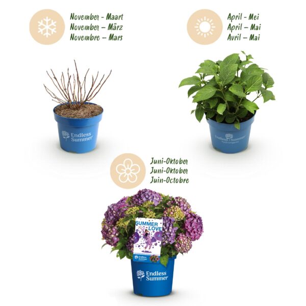 25fa1e1449c14428ae5d7ee9e9b8b81a93103961046b44b090097ddc2c5379c3.jpg Hydrangea Endles Summer Love Purple - Hortensie - Winterhart - Lila - 8 Pflanzen