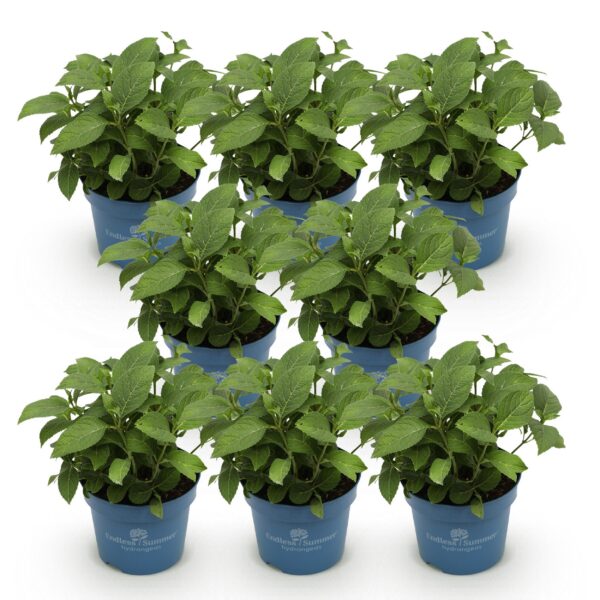 96a467ab1d0345508a60fd9a5718888752149b0a5cdf403db5220b3dc34f4b3a.jpg Hydrangea Endles Summer Love Purple - Hortensie - Winterhart - Lila - 8 Pflanzen