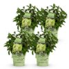 06995b1ad9eb41a8be2c9cbec8964398cd12fa3127234d1390e4cafcf84dedc0.jpg Hydrangea panniculata Groundbreaker Greeny - Pflaumenhortensie - Winterhart - Creme - 4 Pflanzen