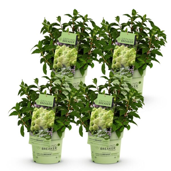06995b1ad9eb41a8be2c9cbec8964398cd12fa3127234d1390e4cafcf84dedc0.jpg Hydrangea panniculata Groundbreaker Greeny - Pflaumenhortensie - Winterhart - Creme - 4 Pflanzen