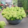 133602ff603a49e3b105d5eb89bb638fed58f86753464fabbef572015e0da6e8.jpg Hydrangea panniculata Groundbreaker Greeny - Pflaumenhortensie - Winterhart - Creme - 4 Pflanzen
