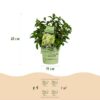 5a342ae246a944728b4e910b32f5a0e8d921c0ddb94b42c093e6d29de388eb9b.jpg Hydrangea panniculata Groundbreaker Greeny - Pflaumenhortensie - Winterhart - Creme - 4 Pflanzen