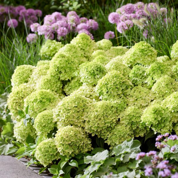 aa6392a8c55b441d858c9aed520821a8299ed189ff2f46c696c6dadf3a3193a1.jpg Hydrangea panniculata Groundbreaker Greeny - Pflaumenhortensie - Winterhart - Creme - 4 Pflanzen