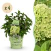 e700e479d1b64145a62ff5a450aafba93c9a2503f9a0452cbbc787785848daf0.jpg Hydrangea panniculata Groundbreaker Greeny - Pflaumenhortensie - Winterhart - Creme - 4 Pflanzen
