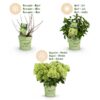 fde0bd7574674bbc9bf51ef8e7627b1c0919a3d3eabe4b7680a3bc3403c3548b.jpg Hydrangea panniculata Groundbreaker Greeny - Pflaumenhortensie - Winterhart - Creme - 4 Pflanzen