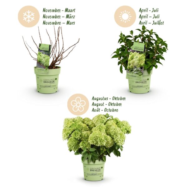 fde0bd7574674bbc9bf51ef8e7627b1c0919a3d3eabe4b7680a3bc3403c3548b.jpg Hydrangea panniculata Groundbreaker Greeny - Pflaumenhortensie - Winterhart - Creme - 4 Pflanzen