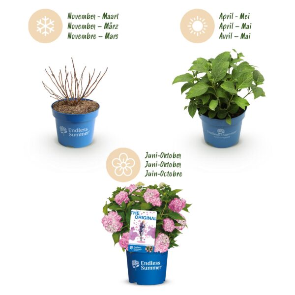 4e9ade24ad704876832880a31ca8cd20ea3e98d148ad4f8892e731fda1bd2da0.jpg Hydrangea Endles Summer The Original Pink - Hortensie - Winterhart - Rosa - 2 Pflanzen
