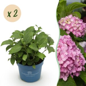 69f11faa2dd242039fbc9e5ef76e21651371e4e9bac646baa45b4f6888f52989.jpg Hydrangea Endles Summer The Original Pink - Hortensie - Winterhart - Rosa - 2 Pflanzen