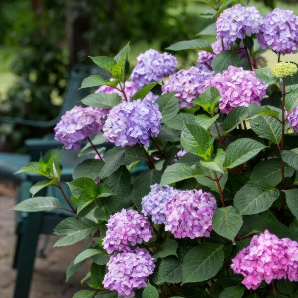 0d1c446fa9334c8b9a88c2da35cc54cf59e5e8182d3a4fc7bdcbe55e18ac2079.jpg Hydrangea Endles Summer Love Purple - Hortensie - Winterhart - Lila - 2 Pflanzen