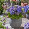 fcd29bde72ed41179a474cc72ca93098739102afd61f46e1b737843722012b52.jpg Hydrangea Endles Summer Love Purple - Hortensie - Winterhart - Lila - 2 Pflanzen
