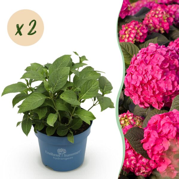 ee47405c4d6b4ddd81e33ef9de5fa1400c453be7f4874b6c87aabce99b0af93c.jpg Hydrangea Endles Summer Love Red - Hortensie - Winterhart - Rot - 2 Pflanzen