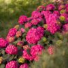 f8c1313570804d8b91c486b6cf8b1c73b7f85d140111478b8d7e4063094dab45.jpg Hydrangea Endles Summer Love Red - Hortensie - Winterhart - Rot - 2 Pflanzen