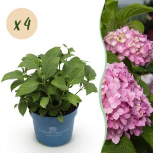 205f6687e7f04536bd747b0094e1cac359671340a6c44cbbb2fcec7e12ba276f.jpg Hydrangea Endles Summer The Original Pink - Hortensie - Winterhart - Rosa - 4 Pflanzen