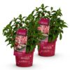 4415d4439441439fa70b4e13145a38c71f899d14207749ecb3ef30e6ccef62da.jpg Hydrangea panniculata Groundbreaker Ruby - Hortensie - Winterhart - Rot - 2 Pflanzen