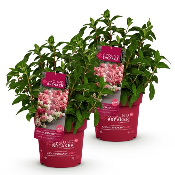 4415d4439441439fa70b4e13145a38c71f899d14207749ecb3ef30e6ccef62da.jpg Hydrangea panniculata Groundbreaker Ruby - Hortensie - Winterhart - Rot - 2 Pflanzen