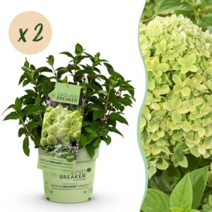 6042102c41ae4eba8658808a51112cd1f11b5c61e045456f8e58931b34af3c66.jpg Hydrangea panniculata Groundbreaker Greeny - Hortensie - Winterhart - Creme - 2 Pflanzen