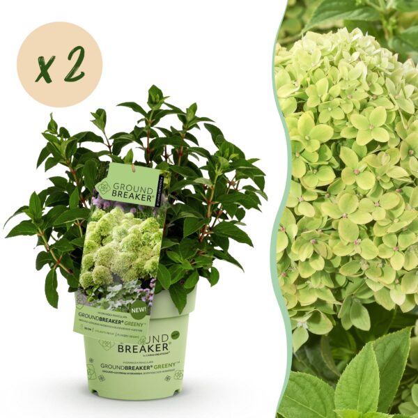 6042102c41ae4eba8658808a51112cd1f11b5c61e045456f8e58931b34af3c66.jpg Hydrangea panniculata Groundbreaker Greeny - Hortensie - Winterhart - Creme - 2 Pflanzen