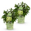 75d5f74249cd443c8ee89181b1f5f8f453182257131e4d18afc720d154ae5c4c.jpg Hydrangea panniculata Groundbreaker Greeny - Hortensie - Winterhart - Creme - 2 Pflanzen
