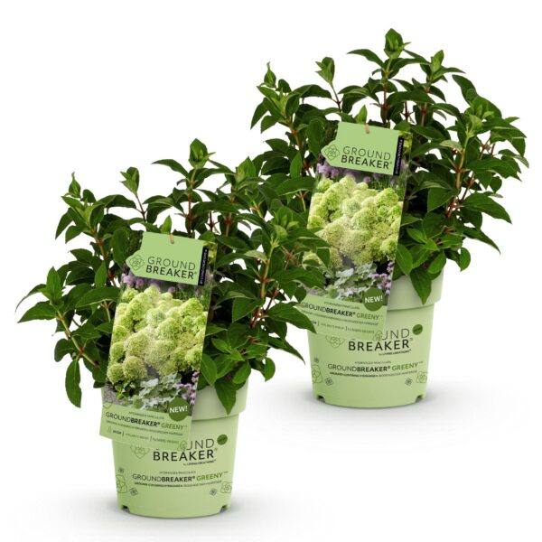 75d5f74249cd443c8ee89181b1f5f8f453182257131e4d18afc720d154ae5c4c.jpg Hydrangea panniculata Groundbreaker Greeny - Hortensie - Winterhart - Creme - 2 Pflanzen