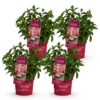 072a0ec6845e4fd8881e1d4646bcbb1e1780e2b003c54f528b0e76174ad3978f.jpg Hydrangea panniculata Groundbreaker Ruby - Hortensie - Winterhart - Rot - 4 Pflanzen