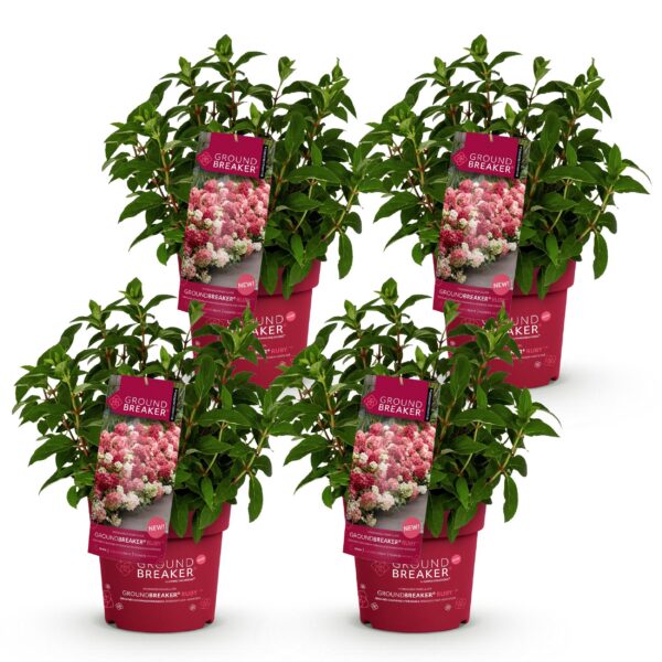 072a0ec6845e4fd8881e1d4646bcbb1e1780e2b003c54f528b0e76174ad3978f.jpg Hydrangea panniculata Groundbreaker Ruby - Hortensie - Winterhart - Rot - 4 Pflanzen
