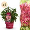 606363afc7c24d8c84f610e67082376adbf5776661a94f6e94d60b5968bc42b7.jpg Hydrangea panniculata Groundbreaker Ruby - Hortensie - Winterhart - Rot - 4 Pflanzen
