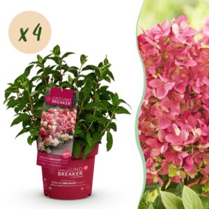606363afc7c24d8c84f610e67082376adbf5776661a94f6e94d60b5968bc42b7.jpg Hydrangea panniculata Groundbreaker Ruby - Hortensie - Winterhart - Rot - 4 Pflanzen