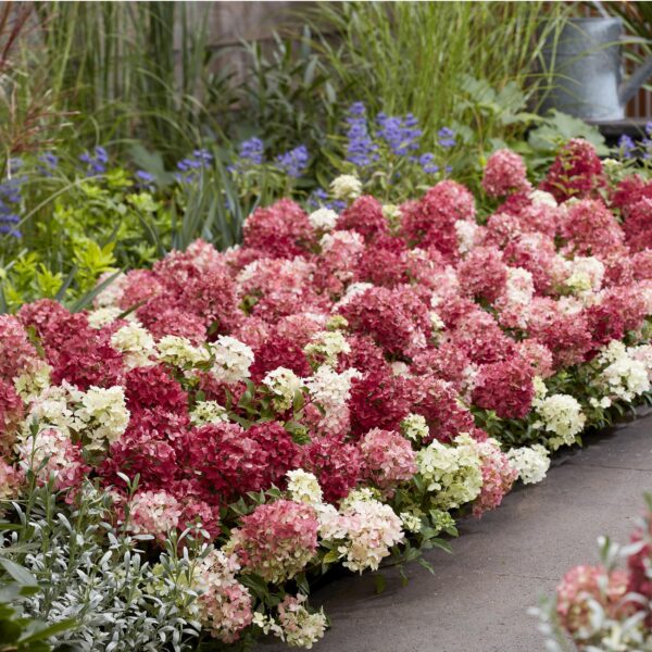 6f56f3d7faec491da9a106e40ebb9db04c91643bd6ae419dbe8d103a6345bdfd.jpg Hydrangea panniculata Groundbreaker Ruby - Hortensie - Winterhart - Rot - 4 Pflanzen